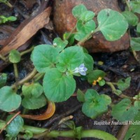 <i>Lobelia zeylanica</i>  L.